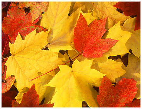 fall-leaves