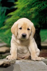 kimberlin-keith-golden-retriever-sad-puppy-5001238